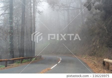 Foggy forest in mountains, mystical Tenerife road among black burnt trees, Canary pine, pinus canariensis 116228975