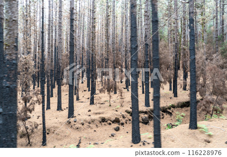 Foggy forest in mountains, mystical Tenerife road among black burnt trees, Canary pine, pinus canariensis Foggy forest in mountains, mystical Tenerife road among black burnt trees, Canary pine, pinus canariensis 116228976
