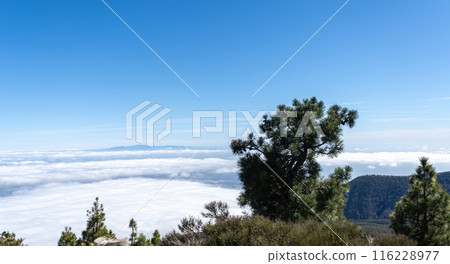 Canary pine tree on a mountainside above clouds sea, bright blue sky, rugged terrain, sparse 116228977