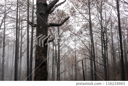Foggy forest in mountains, mystical Tenerife road among black burnt trees, Canary pine, pinus canariensis 116228983