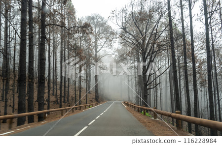 Foggy forest in mountains, mystical Tenerife road among black burnt trees, Canary pine, pinus canariensis 116228984