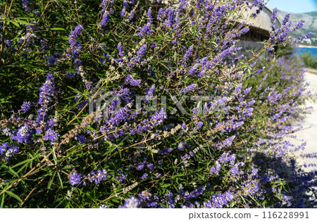 Vitex agnus-castus also called vitex, chaste tree or chastetree, chasteberry, Abraham's balm, lilac chastetree, or monk's pepper 116228991