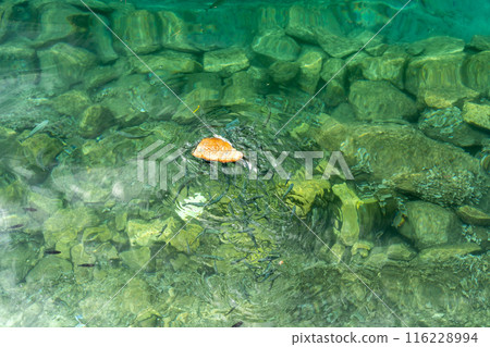 Many fish swarm around a piece of bread in clear green water, actively feeding, hungry small fishes Many fish swarm around a piece of bread in clear green water, actively feeding, hungry small fishes 116228994