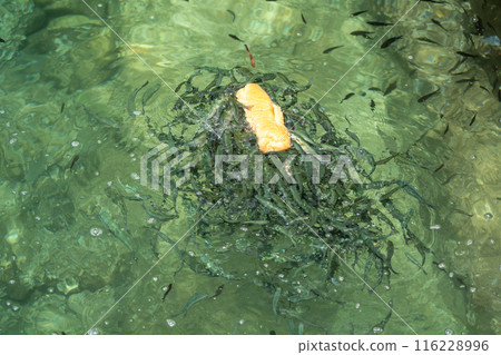 Many fish swarm around a piece of bread in clear green water, actively feeding, hungry small fishes Many fish swarm around a piece of bread in clear green water, actively feeding, hungry small fishes 116228996