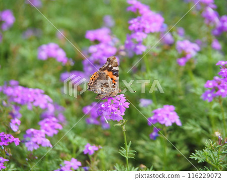 A red admiral butterfly resting on a Himebijo cherry tree in full bloom 116229072