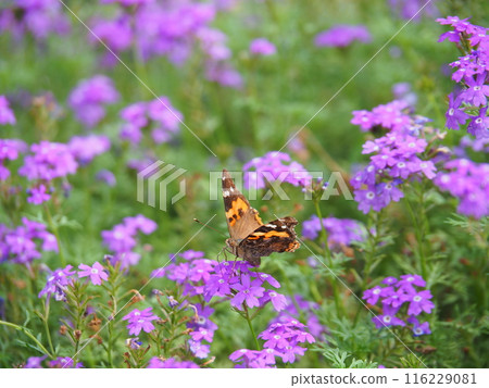 姬美城櫻上盛開的紅尾櫻 姬美城櫻上盛開的紅尾櫻 116229081