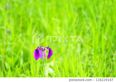 Purple flowers that stand out amongst the greenery Purple flowers that stand out amongst the greenery 116229187