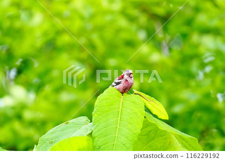 A red finch resting on a green leaf A red finch resting on a green leaf 116229192
