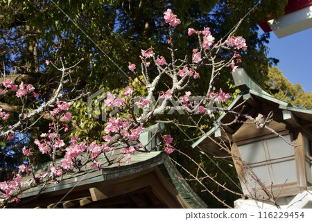 鎌倉神社河津櫻的早春櫻花 鎌倉神社河津櫻的早春櫻花 116229454