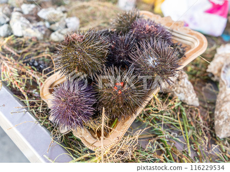 Fresh sea urchin pile closeup, many sea urchins on fish market in Essaouira medina port, cheap sea food Fresh sea urchin pile closeup, many sea urchins on fish market in Essaouira medina port, cheap sea food 116229534