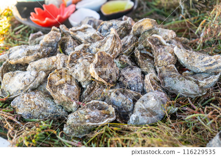 Fresh oysters pile on fish market in Essaouira medina port, sea food sale in Morocco Fresh oysters pile on fish market in Essaouira medina port, sea food sale in Morocco 116229535