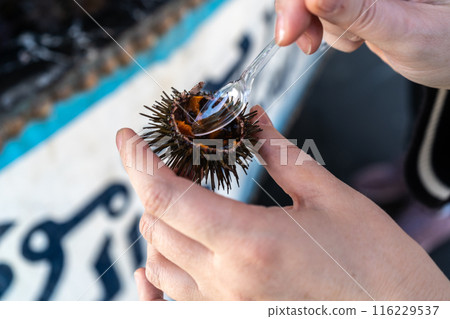 An open sea urchin in hands closeup, fish market in Essaouira medina port, eating sea food in Morocco 116229537
