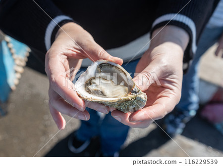 An open oyster in hands, fish market in Essaouira medina port, sea food sale in Morocco, An open oyster in hands, fish market in Essaouira medina port, sea food sale in Morocco, 116229539