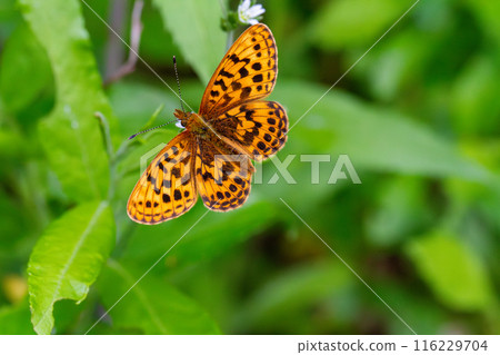 Hosoba Hyouton 116229704