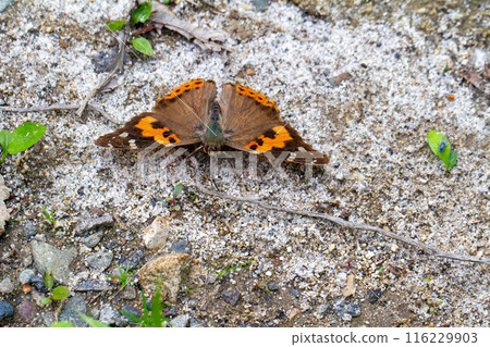 紅海軍上將 116229903