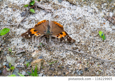 Acacathetha Acacathetha 116229905