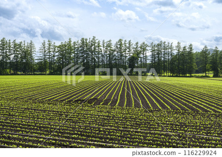 Fields in the Tokachi Plain, Hokkaido 116229924