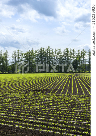 北海道十勝平原 116229926