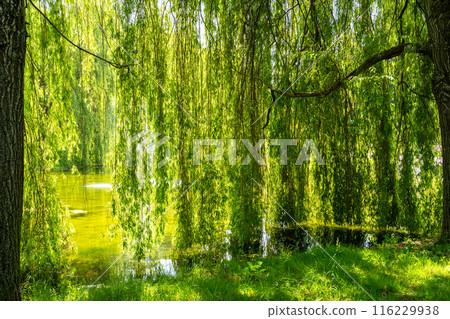 Serene pond surrounded by lush greenery and weeping willows. Peaceful nature scene in a park 116229938