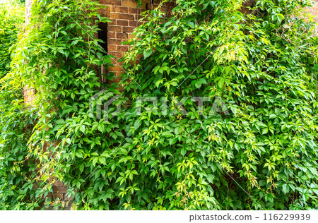 Parthenocissus green hedge, virginia crepeper foliage wall pattern, lush green victoria creeper ivy texture 116229939