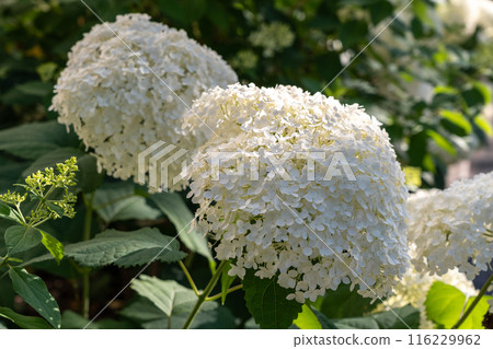 Hydrangea Flowers, Blooming White Hortensia, Hydrangea Paniculata Flower Closeup, Large Inflorescences Hydrangea Flowers, Blooming White Hortensia, Hydrangea Paniculata Flower Closeup, Large Inflorescences 116229962