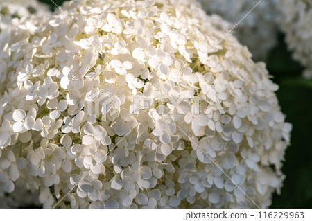 Hydrangea Flowers, Blooming White Hortensia, Hydrangea Paniculata Flower Closeup, Large Inflorescences Hydrangea Flowers, Blooming White Hortensia, Hydrangea Paniculata Flower Closeup, Large Inflorescences 116229963