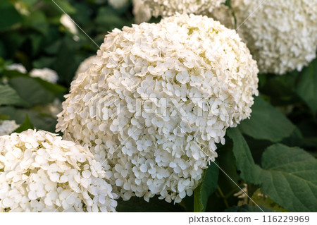 Hydrangea Flowers, Blooming White Hortensia, Hydrangea Paniculata Flower Closeup, Large Inflorescences 116229969