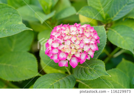 Hydrangea Flowers, Blooming Pink Hortensia, Hydrangea Paniculata Flower Closeup, Inflorescences Hydrangea Flowers, Blooming Pink Hortensia, Hydrangea Paniculata Flower Closeup, Inflorescences 116229973