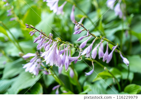 Hosta Flowers and Leaves Macro, Wet Hostas Leaf Nature Pattern, Funkia, Big Daddy Leaves, Plantain Lilies, Hosta Flowers and Leaves Macro, Wet Hostas Leaf Nature Pattern, Funkia, Big Daddy Leaves, Plantain Lilies, 116229979