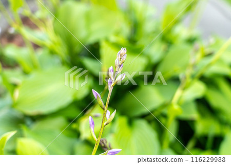 Hosta Flowers and Leaves Macro, Wet Hostas Leaf Nature Pattern, Funkia, Big Daddy Leaves, Plantain Lilies, 116229988