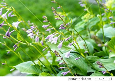 Hosta Flowers and Leaves Macro, Wet Hostas Leaf Nature Pattern, Funkia, Big Daddy Leaves, Plantain Lilies, 116230041