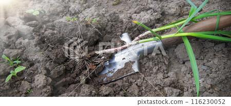 Shovel digging garlic from the soil 116230052