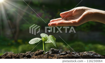 Male hand watering small plant Male hand watering small plant 116230064