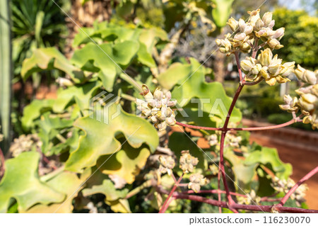 Kalanchoe beharensis flowers, blooming Elephant ear succulent shrub ornamental plant Kalanchoe beharensis flowers, blooming Elephant ear succulent shrub ornamental plant 116230070