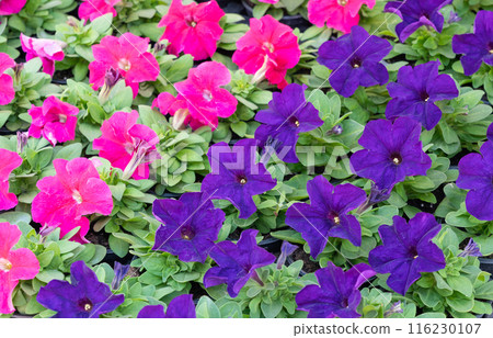 Flower Pattern, Petunias and Marigolds Natural Blooming Texture Background Top View 116230107