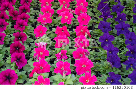 Flower Pattern, Petunias and Marigolds Natural Blooming Texture Background Top View 116230108