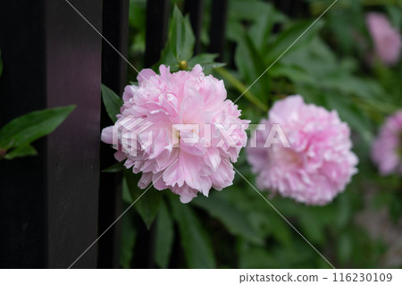 Pink peony flower closeup, paeony with buds Pink peony flower closeup, paeony with buds 116230109