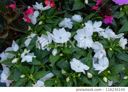 White flower pattern, natural blooming texture background top view, beige, light flowers, white floral White flower pattern, natural blooming texture background top view, beige, light flowers, white floral 116230140
