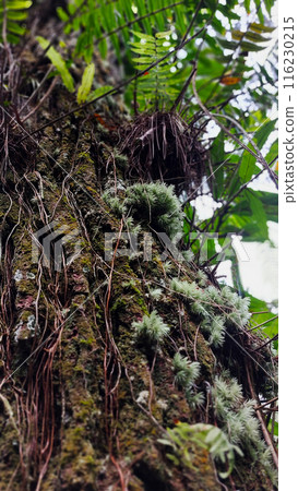 Ethereal Beauty: Wildflowers Bloom in Canopy's Embrace 116230215