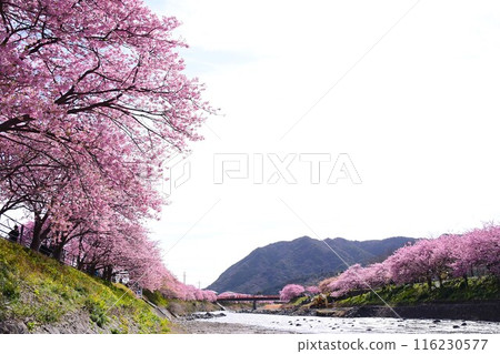 河津櫻花盛開 116230577