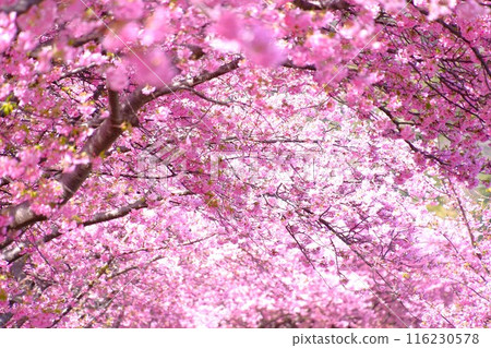 Kawazu cherry blossoms in full bloom Kawazu cherry blossoms in full bloom 116230578
