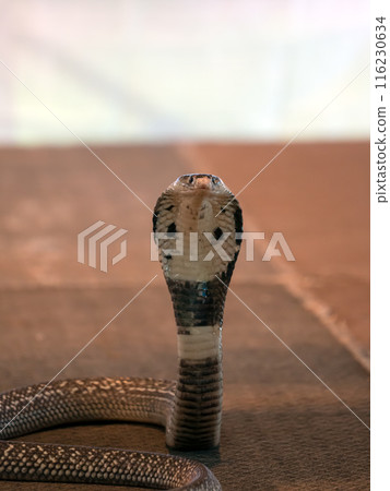 Close-up of cobra snake with its hood expanded, focusing directly at the camera. The snake's intricate scales and patterns are clearly visible Close-up of cobra snake with its hood expanded, focusing directly at the camera. The snake's intricate scales and patterns are clearly visible 116230634