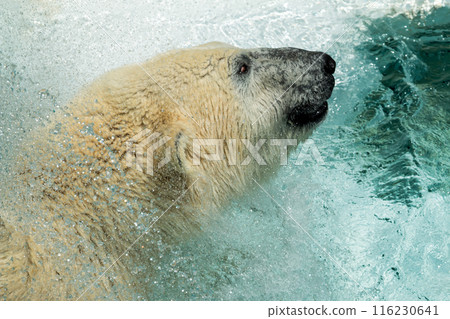 Polar bear shaking off water while swimming, with droplets of water spraying around. determined expression capture moment of movement and energy 116230641