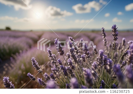 Bright wallpaper depicting a blooming lavender field 116230725