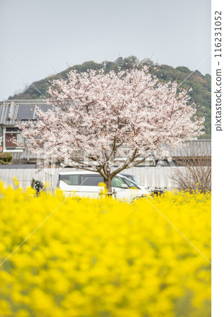 Cherry blossoms and rape blossoms Cherry blossoms and rape blossoms 116231052