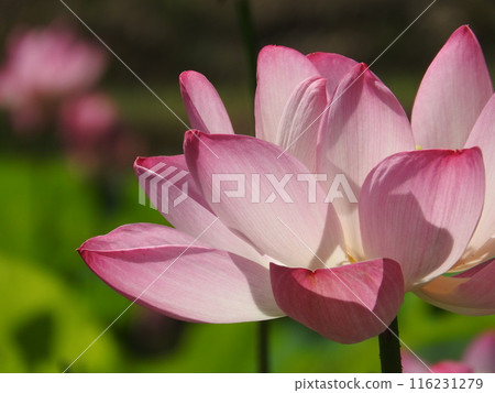 初夏形象“荷花” 116231279