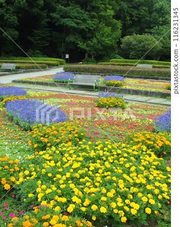 Summer 21st century forest and square landscape with marigolds, purslane and blue salvia blooming flowerbeds Summer 21st century forest and square landscape with marigolds, purslane and blue salvia blooming flowerbeds 116231345