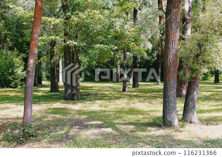 A forested area with diverse trees, grassy ground, sunlight, and shadows. Lush background with dense foliage. Tranquil, natural setting. A forested area with diverse trees, grassy ground, sunlight, and shadows. Lush background with dense foliage. Tranquil, natural setting. 116231366