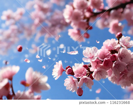 Cherry blossoms in full bloom and petals falling Cherry blossoms in full bloom and petals falling 116231668