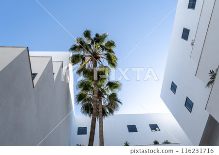Modern white buildings with palm trees on blue sky background. The clean architectural lines, lush green palms 116231716